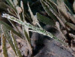 Ghost pipefish taken at the pipeline site in Nuweiba with... by Nikki Van Veelen 